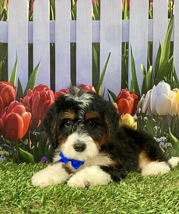 Photo of Mr. Nate the Mini-Bernedoodle puppy