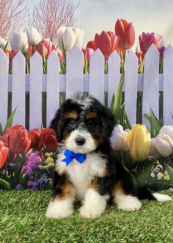 Photo of Mr. Nate the Mini-Bernedoodle puppy