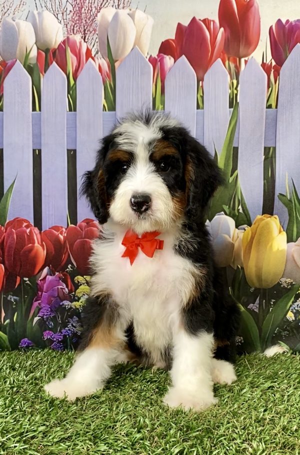 Mr. Norm the  Mini-Bernedoodle puppy