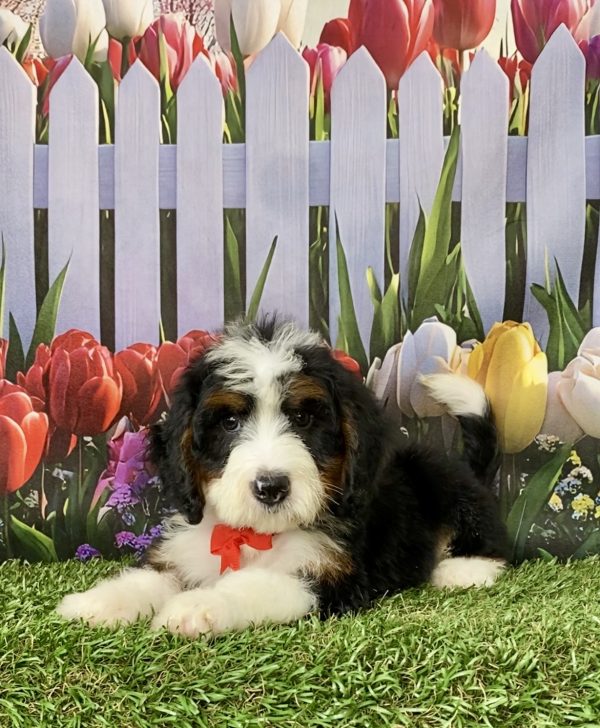 Photo of Mr. Norm the Mini-Bernedoodle puppy