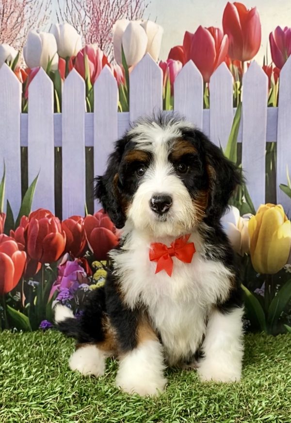 Photo of Mr. Norm the Mini-Bernedoodle puppy
