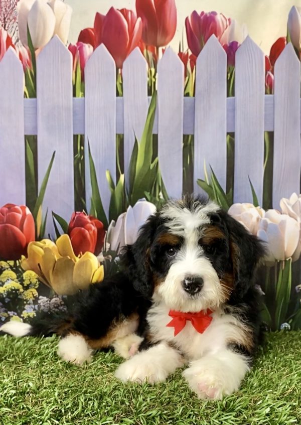 Photo of Mr. Norm the Mini-Bernedoodle puppy