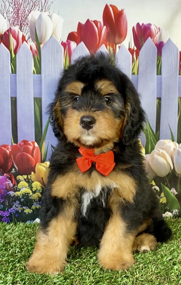 Mr. Pal the F1B Mini-Bernedoodle puppy
