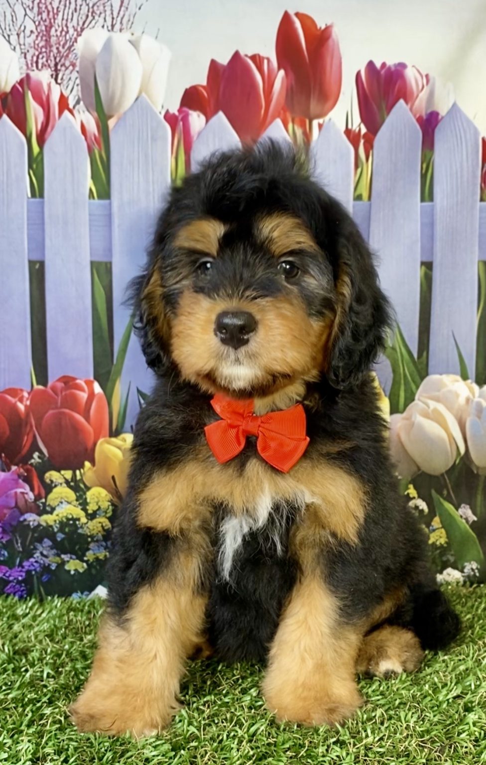 Photo of Mr. Pal the F1B Mini-Bernedoodle puppy