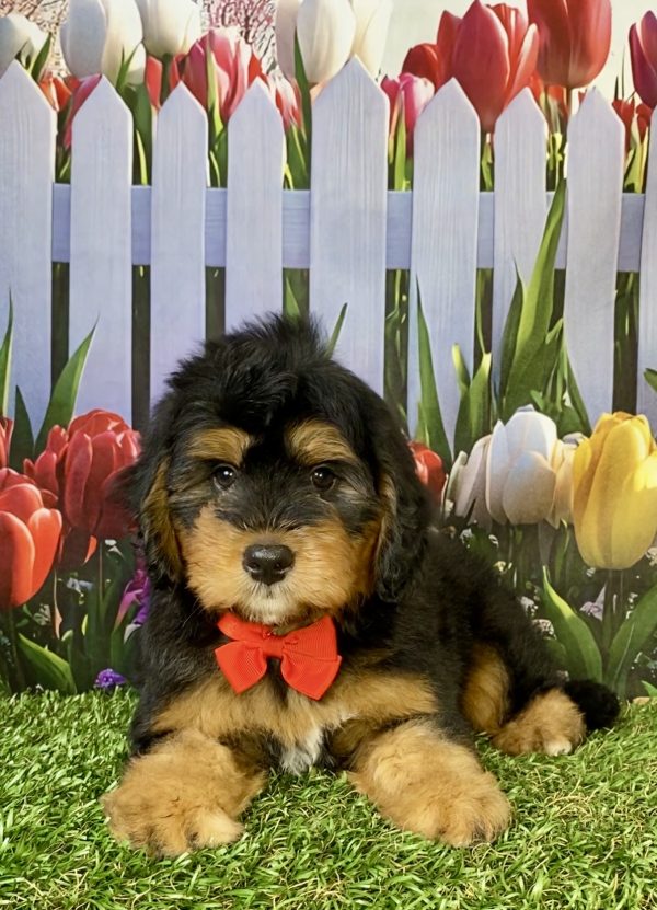 Photo of Mr. Pal the F1B Mini-Bernedoodle puppy