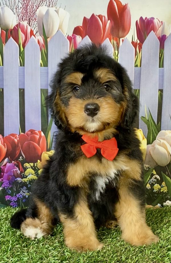 Photo of Mr. Pal the F1B Mini-Bernedoodle puppy