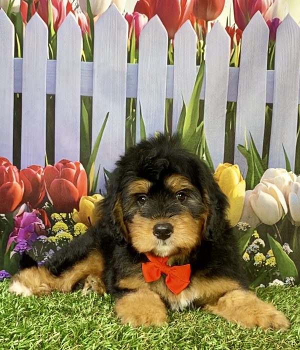 Photo of Mr. Pal the F1B Mini-Bernedoodle puppy