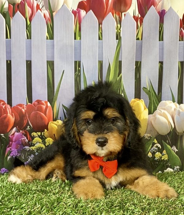 Photo of Mr. Pal the F1B Mini-Bernedoodle puppy