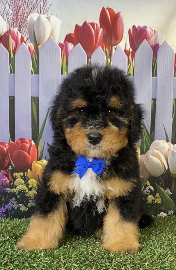 Mr. Peter the F1B Mini-Bernedoodle puppy