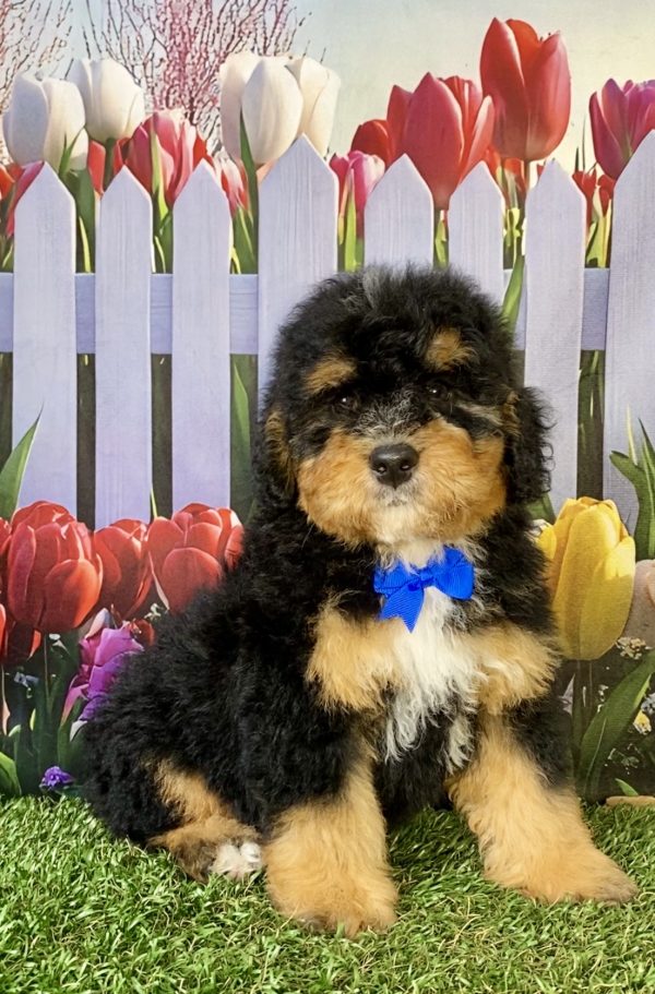Photo of Mr. Peter the F1B Mini-Bernedoodle puppy