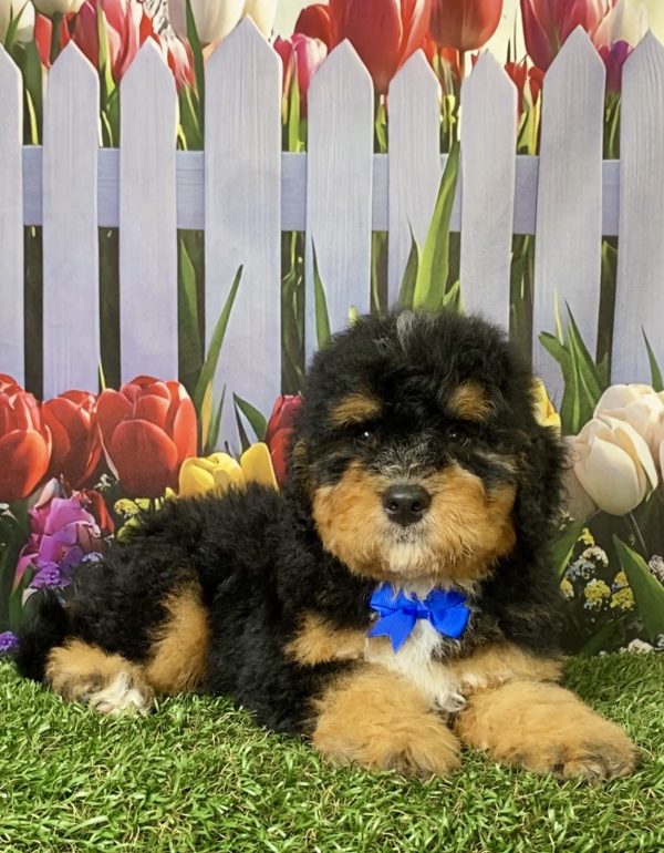 Photo of Mr. Peter the F1B Mini-Bernedoodle puppy