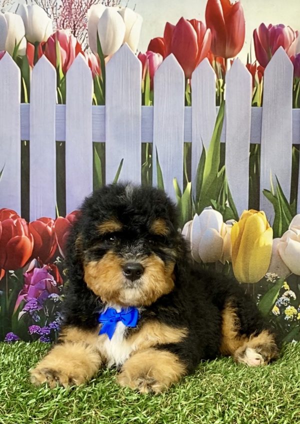 Photo of Mr. Peter the F1B Mini-Bernedoodle puppy
