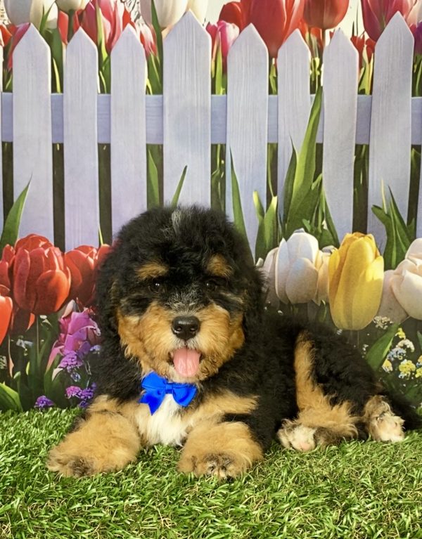 Photo of Mr. Peter the F1B Mini-Bernedoodle puppy