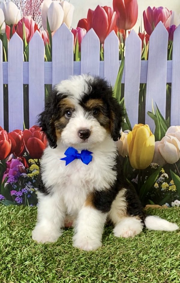 Mr. Piper the F1B Mini-Bernedoodle puppy