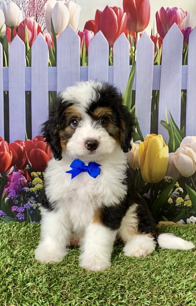 Photo of Mr. Piper the F1B Mini-Bernedoodle puppy