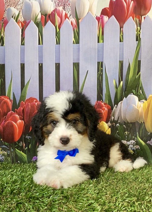 Photo of Mr. Piper the F1B Mini-Bernedoodle puppy