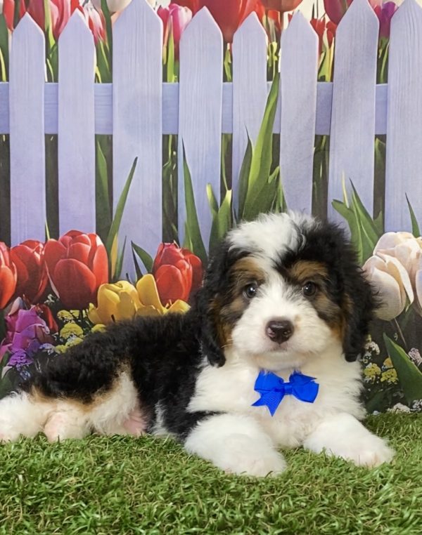 Photo of Mr. Piper the F1B Mini-Bernedoodle puppy