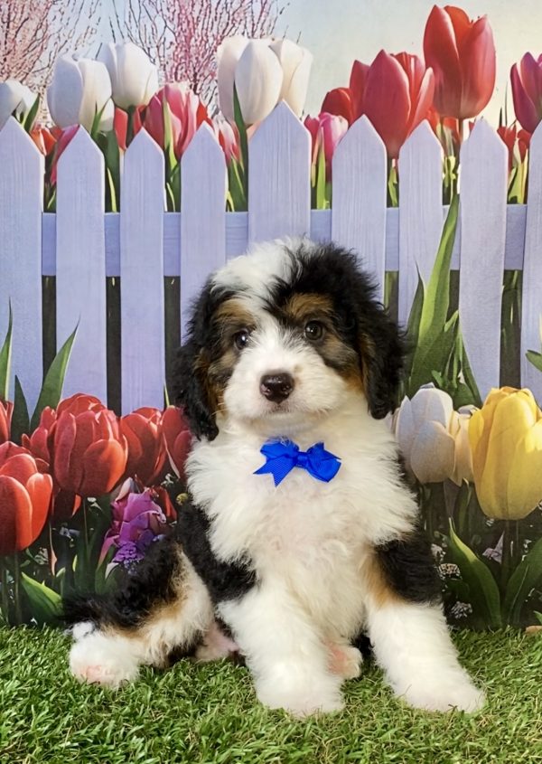 Photo of Mr. Piper the F1B Mini-Bernedoodle puppy