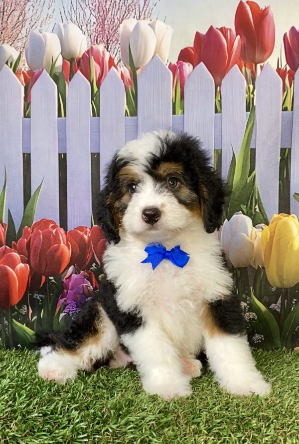 Photo of Mr. Piper the F1B Mini-Bernedoodle puppy