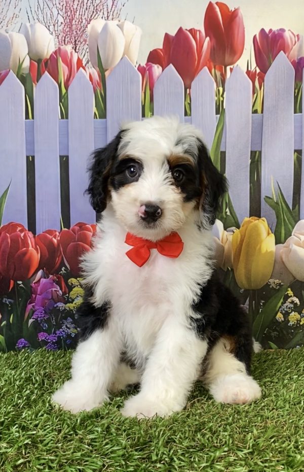 Mr. Preston the F1B Mini-Bernedoodle puppy