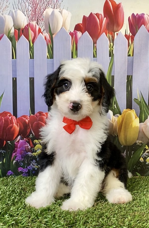 Photo of Mr. Preston the F1B Mini-Bernedoodle puppy
