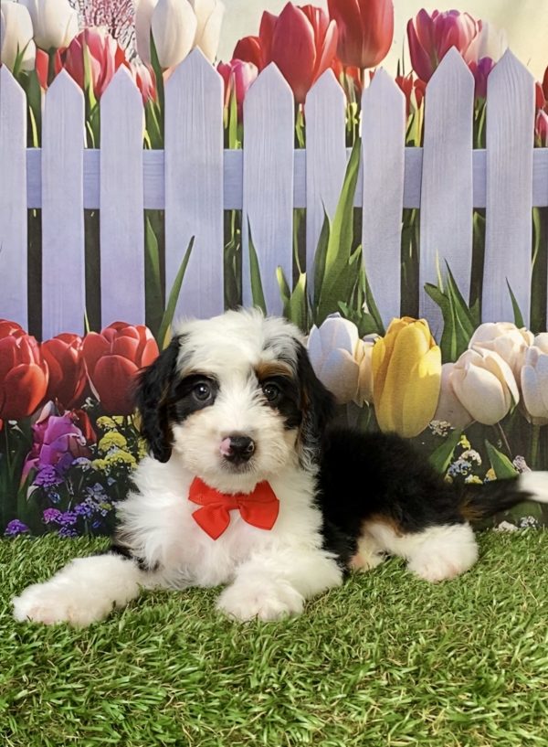 Photo of Mr. Preston the F1B Mini-Bernedoodle puppy