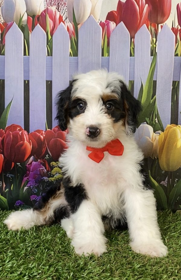 Photo of Mr. Preston the F1B Mini-Bernedoodle puppy
