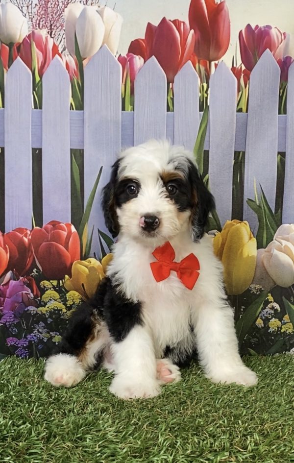 Photo of Mr. Preston the F1B Mini-Bernedoodle puppy