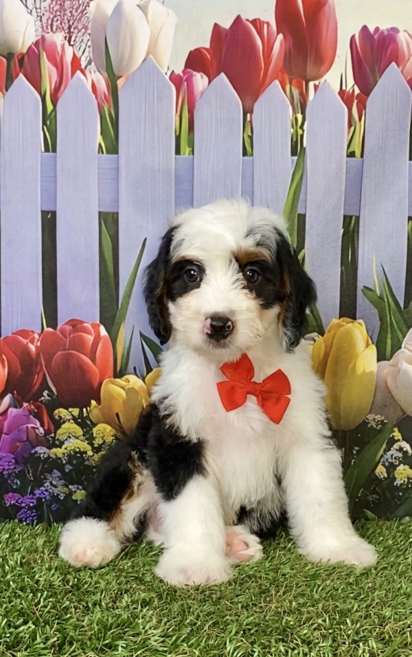 Photo of Mr. Preston the F1B Mini-Bernedoodle puppy
