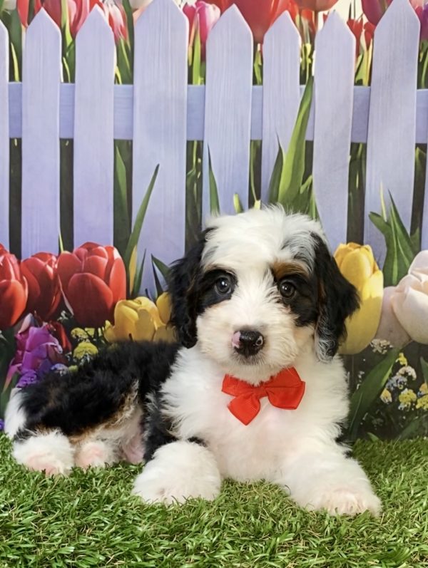 Photo of Mr. Preston the F1B Mini-Bernedoodle puppy