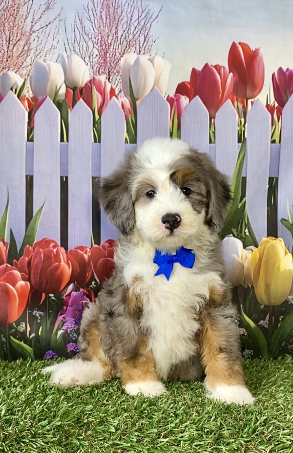 Mr. Rambo the F2 Mini-Bernedoodle puppy