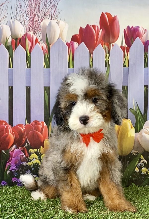 Mr. Ranger the F2 Mini-Bernedoodle puppy