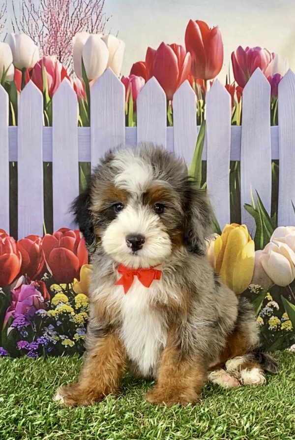 Mr. Ranger the F2 Mini-Bernedoodle puppy