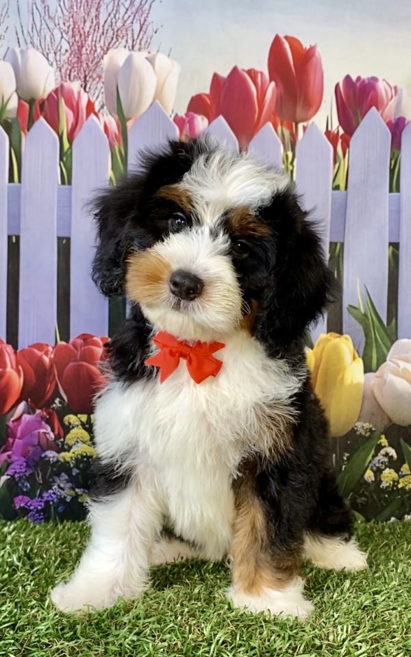 Mr. Royal the F2 Mini-Bernedoodle puppy