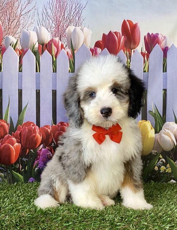 Mr. Russ the F2 Mini-Bernedoodle puppy