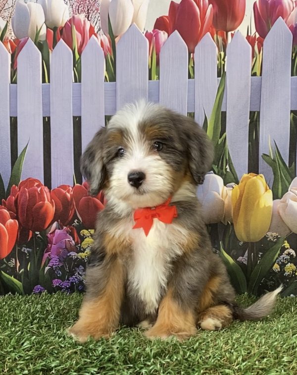 Mr. Sammie the F2 Mini-Bernedoodle puppy