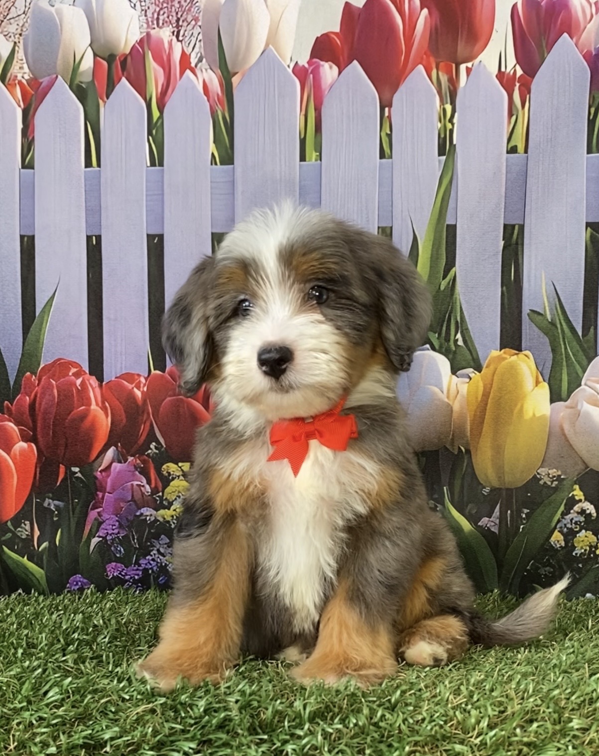 Photo of Mr. Sammie the F2 Mini-Bernedoodle puppy