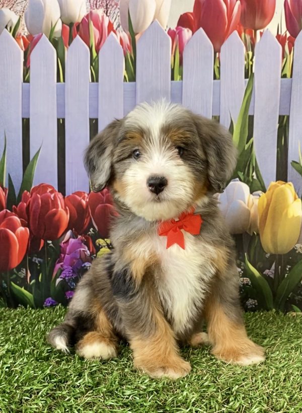 Photo of Mr. Sammie the F2 Mini-Bernedoodle puppy