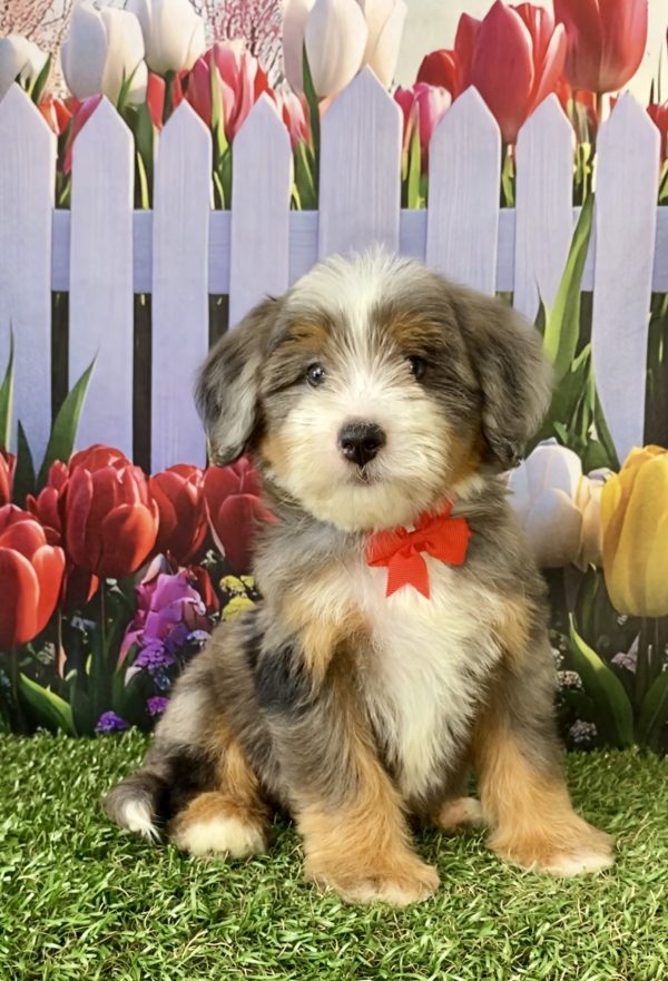 Photo of Mr. Sammie the F2 Mini-Bernedoodle puppy