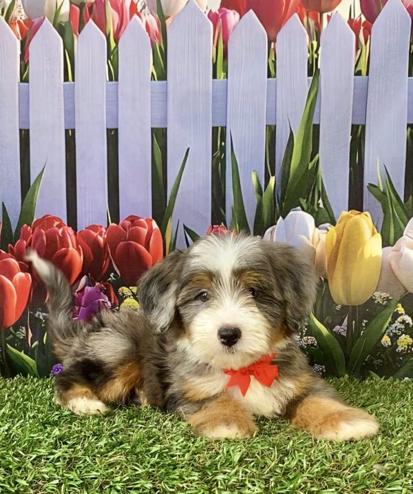 Photo of Mr. Sammie the F2 Mini-Bernedoodle puppy