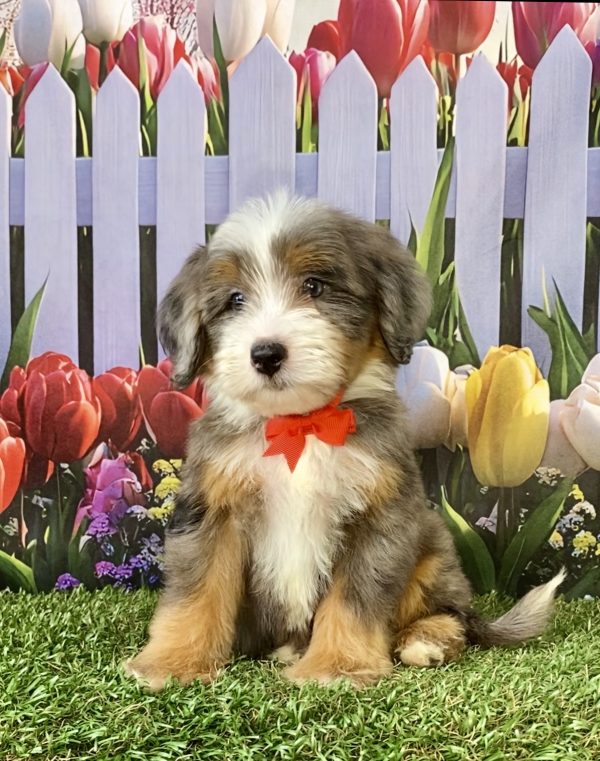 Photo of Mr. Sammie the F2 Mini-Bernedoodle puppy