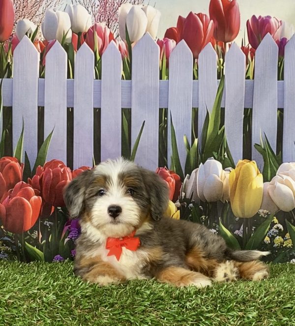 Photo of Mr. Sammie the F2 Mini-Bernedoodle puppy