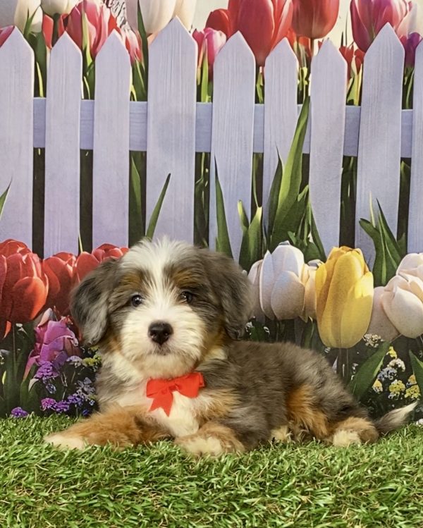 Photo of Mr. Sammie the F2 Mini-Bernedoodle puppy