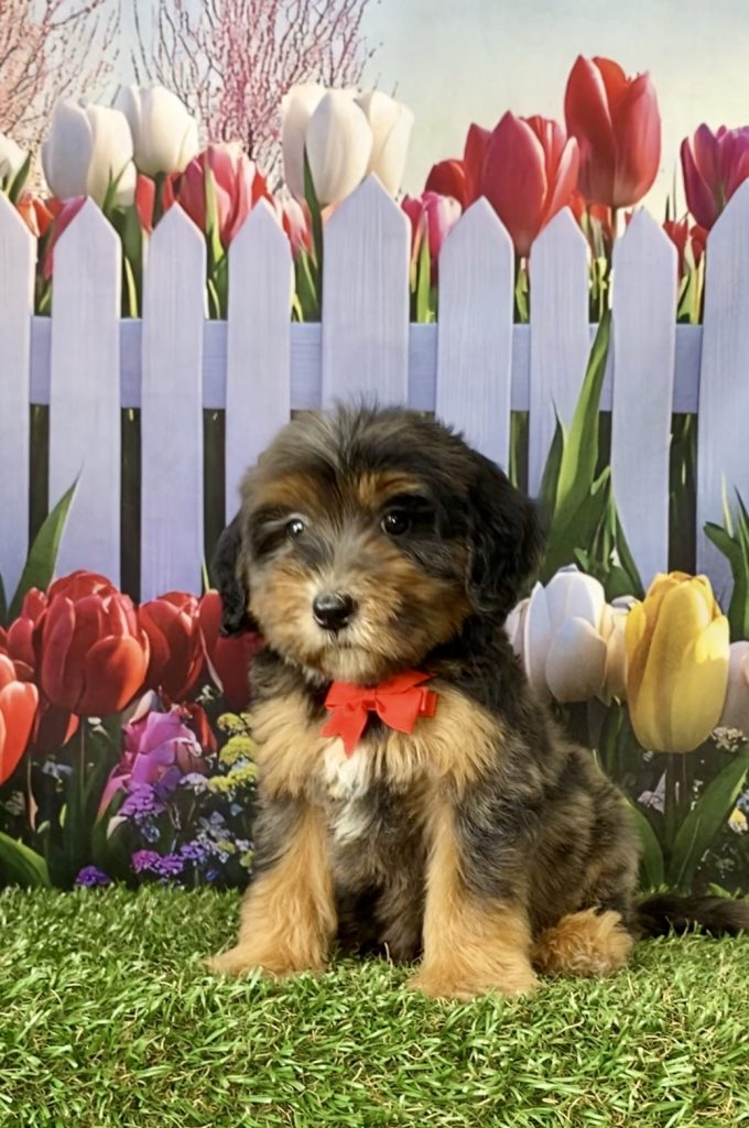 Photo of Mr. Sarge the F2 Mini-Bernedoodle puppy