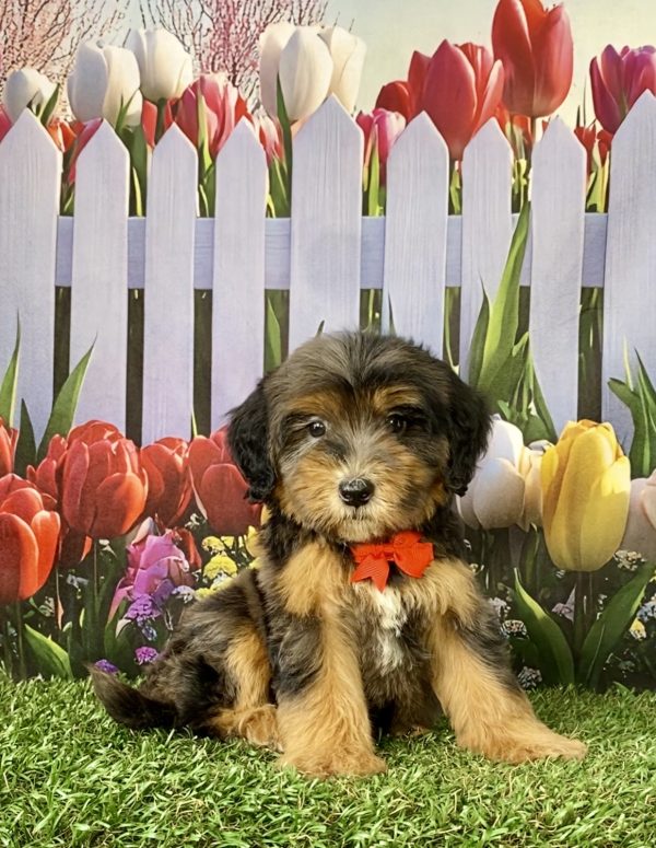 Photo of Mr. Sarge the F2 Mini-Bernedoodle puppy