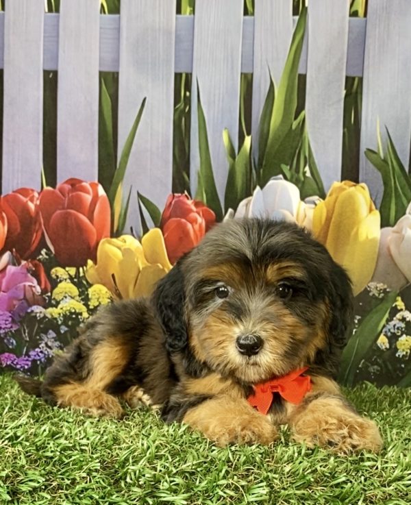 Photo of Mr. Sarge the F2 Mini-Bernedoodle puppy