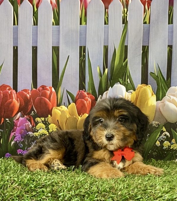 Photo of Mr. Sarge the F2 Mini-Bernedoodle puppy