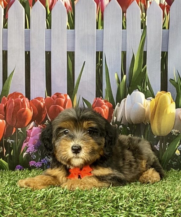 Photo of Mr. Sarge the F2 Mini-Bernedoodle puppy