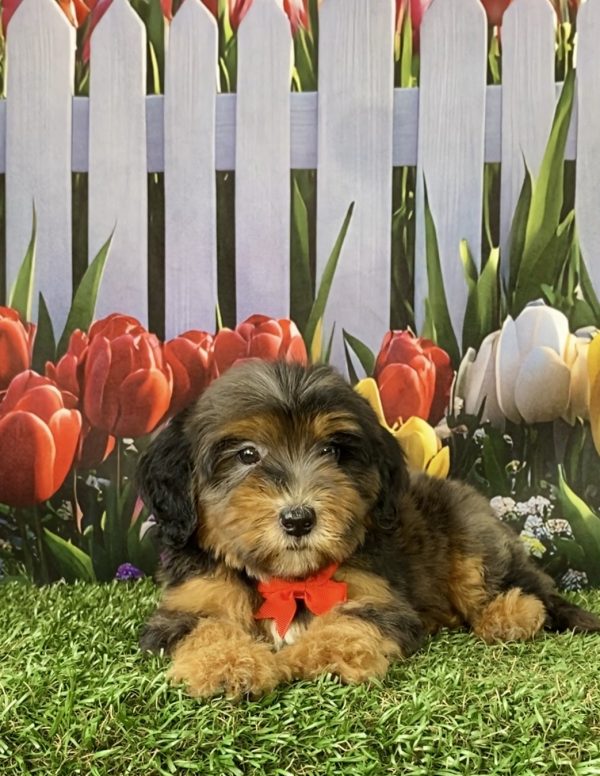 Photo of Mr. Sarge the F2 Mini-Bernedoodle puppy