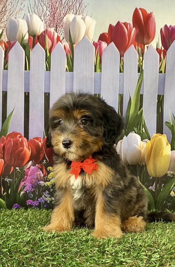 Photo of Mr. Sarge the F2 Mini-Bernedoodle puppy